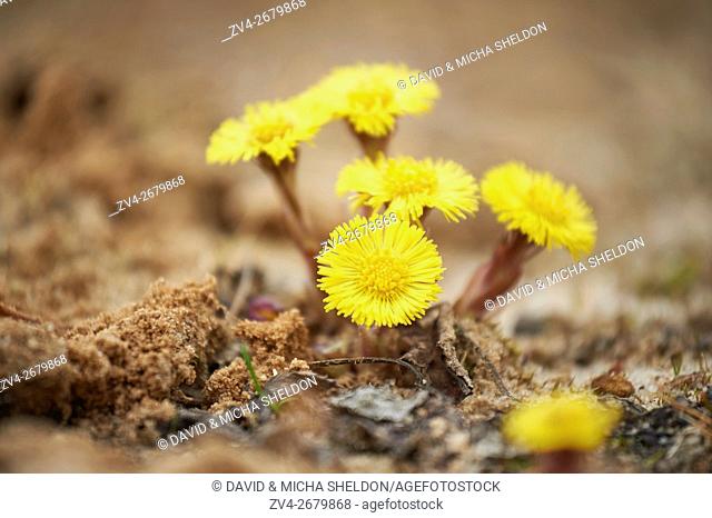 Close-up of coltsfoot (Tussilago farfara) blooming in a sandpit in spring