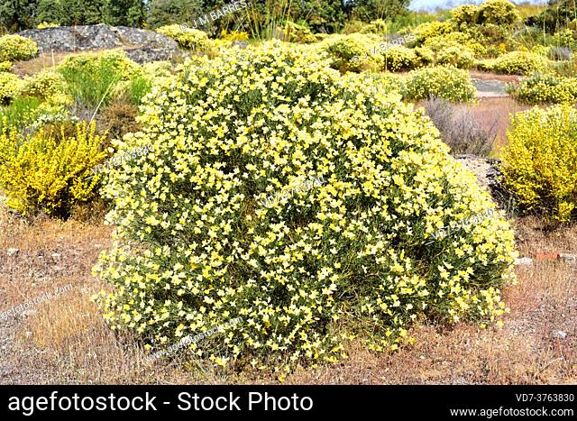 Piorno fino (Echinospartum ibericum or Echinospartum barnadesii dorsisericeum) is a cushion-shaped spiny shrub endemic to mountains of center and western...
