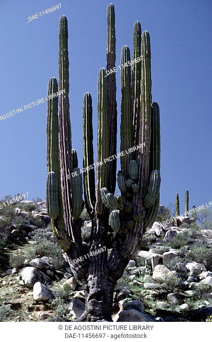 Mexican giant cardon or elephant cactus (Pachycereus pringlei), Cactaceae, Baja California, Mexico