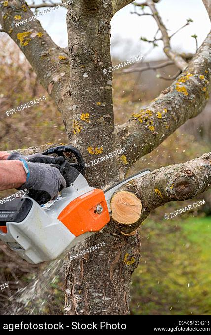 Gärtner schneidet mit Motorsäge Obstbaum aus - Nahaufnahme Baumschnitt
