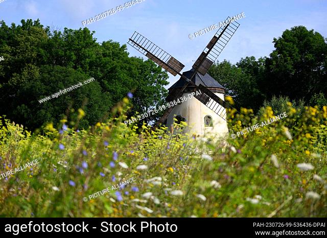 26 July 2023, Saxony, Dresden: The Gohlis windmill is illuminated by sunlight in the morning. The mill was built from 1828 to 1832