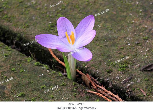 Early Crocus (Crocus tommasinianus), naturalized crocus in a pavement joint, Germany