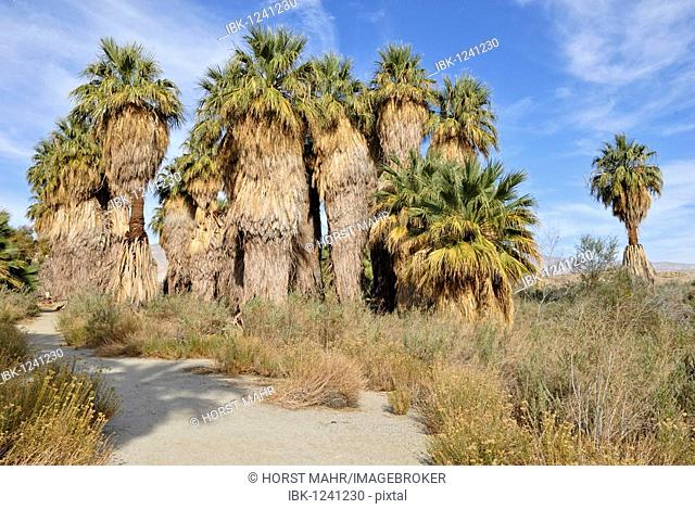 Trail through petticoat palm trees, Desert Fan Palms (Washingtonia filifera), Mc Callum Grove, Coachella Valley Preserve, Palm Desert, Southern California