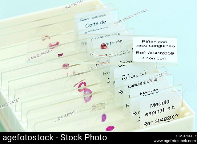 Slides with tissue samples in a medical laboratory. Basque Country, Spain, Europe