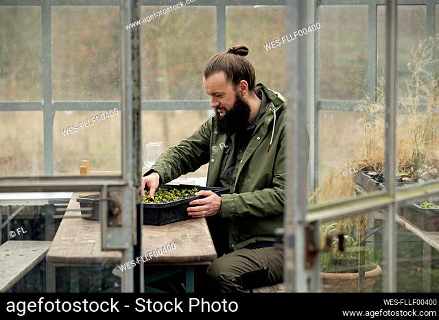Gardener in grenhouse, checking spinach seedling is nursery pots