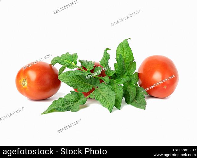 ripe red tomatoes and green leaf on a white background. Autumn harvest