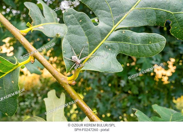 White huntsman spider (Sparassidae) on a tree leaf with it's prey