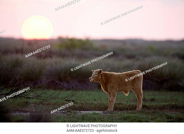 Charolais calf along the coastal Bend at sunset, Welder Ranch, Texas
