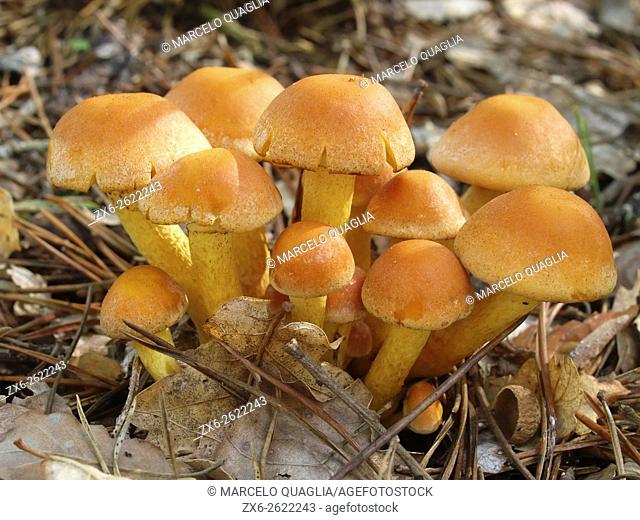 Mushrooms. Montseny Natural Park. Barcelona province, Catalonia, Spain