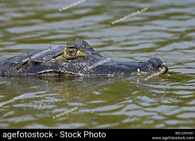 Spectacled Caiman (Caiman crocodilus), Pantanal, Brazil, South America