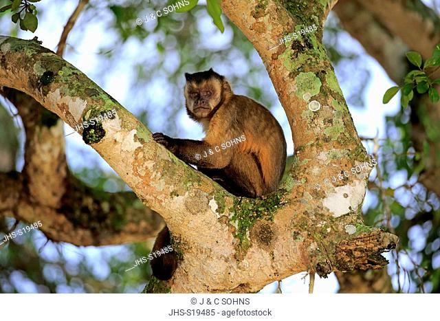 Brown Capuchin, Tufted Capuchin, Black-capped Capuchin, (Cebus apella), adult on tree, Pantanal, Mato Grosso, Brazil, South America