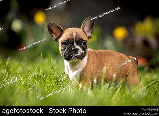 French Bulldog Puppy stands in the grass