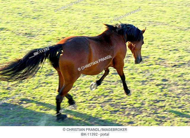 A galloping Horse (equi)