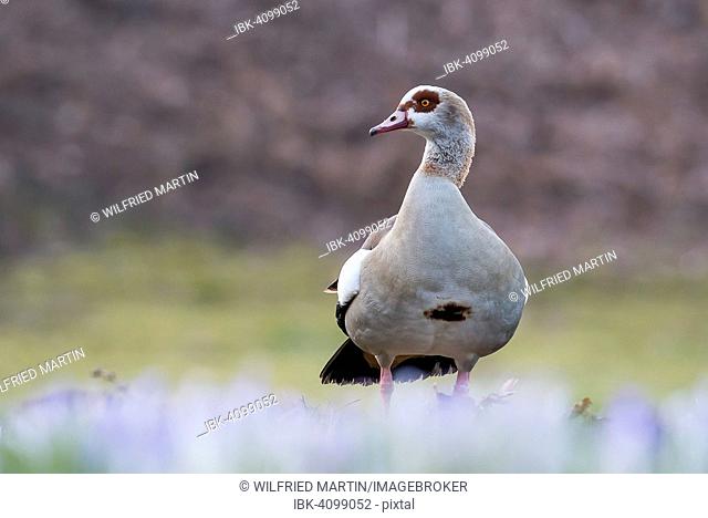 Egyptian Goose (Alopochen aegyptiacus), Hesse, Germany