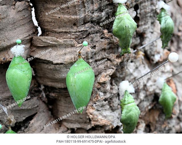 Cocoons of the Morpho peleides, also known as the Peleides blue morpho, hang from a tree bark at the Tropenschauhaus of the Herrenahausen Gardens in Hanover