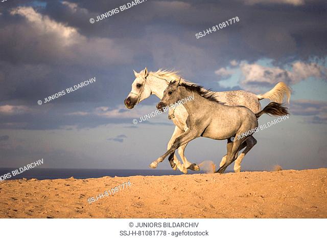 Arabian Horse. Gray mare with foal galloping in the desert. Egypt