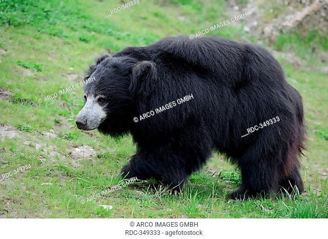 Sloth Bear / Melursus ursinus, Ursus ursinus