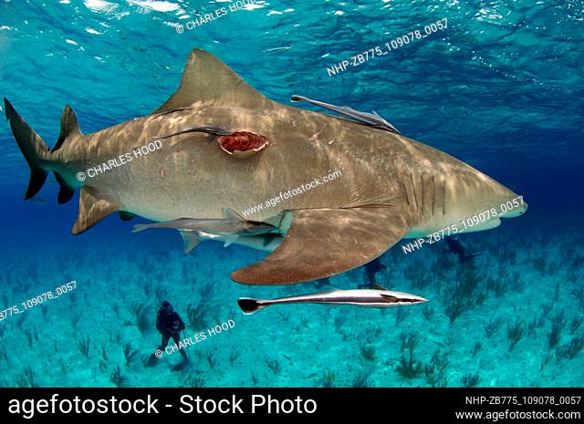 Lemon shark with gash in its side  Date: 07/11/2003  Ref: ZB775-109078-0057  COMPULSORY CREDIT: Oceans Image/Photoshot