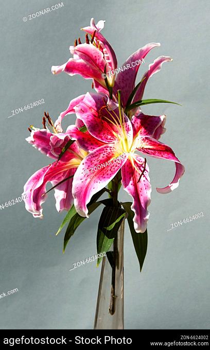 pink lily in a vase with a grey green background