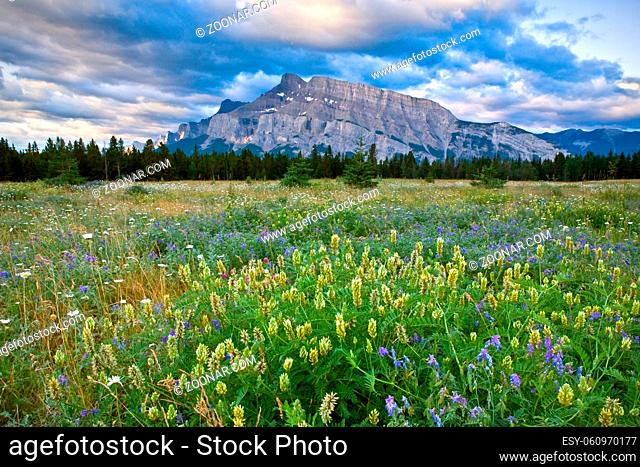 Mount Rundle and wild flowers, Banff National Park, Alberta, Canada