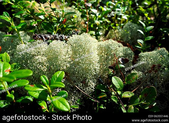 Reindeer lichen reindeer moss. Cladonia, genus of lichens in the Cladonia family Cladoniaceae. Mushroom kingdom. Karelia, Russia, taiga tundra