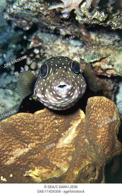 Bristly Puffer or English White-spotted Puffer (Arothron hispidus), Tetraodontidae