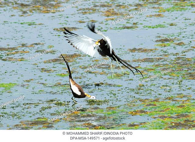 Birds ; pair of pheasant-tailed jacana hydrophasianus chirurgus at lake ; Jodhpur ; Rajasthan ; India