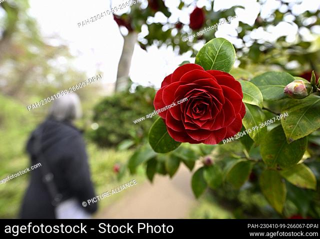 10 April 2023, North Rhine-Westphalia, Leverkusen: Walkers pass by a blooming camellia in the Japanese garden. People took advantage of the sunshine and mild...