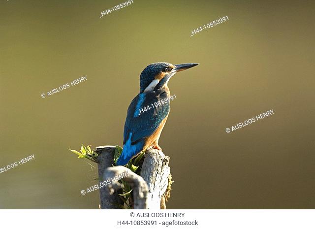 10853991, Common Kingfisher, Alcedo atthis, Animal