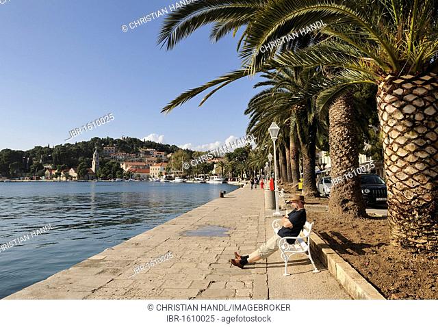 Palm trees, harbour town of Cavtat, Croatia, Europe