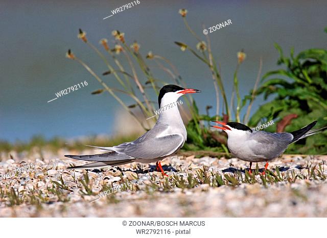 common tern