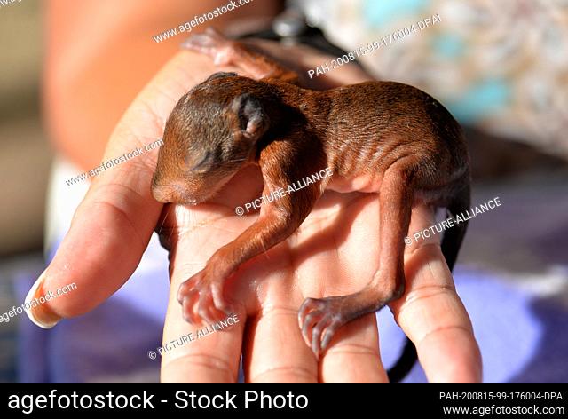 12 August 2020, France, Rémering-Les-Puttelange: Squirrel nurse Monika Pfister holds a small squirrel in the palm of her hand during her holiday at a campsite