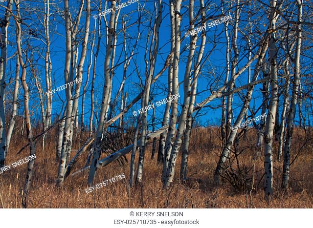 Landscape of a white birch grove against a dark blue sky