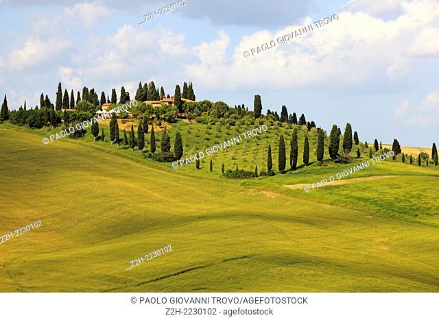Typical scenary of Crete Senesi, Asciano, Siena, Tuscany, Italy