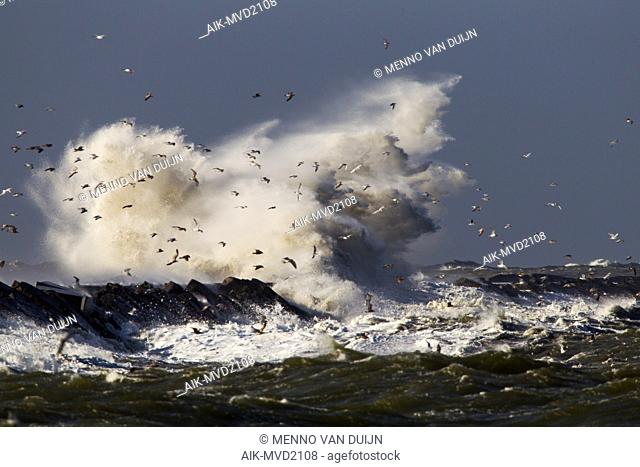 Huge waves crashing over the pier of Ijmuiden, Netherlands during severe storm over the North Sea. Flock of seagulls sheltering in the harbour