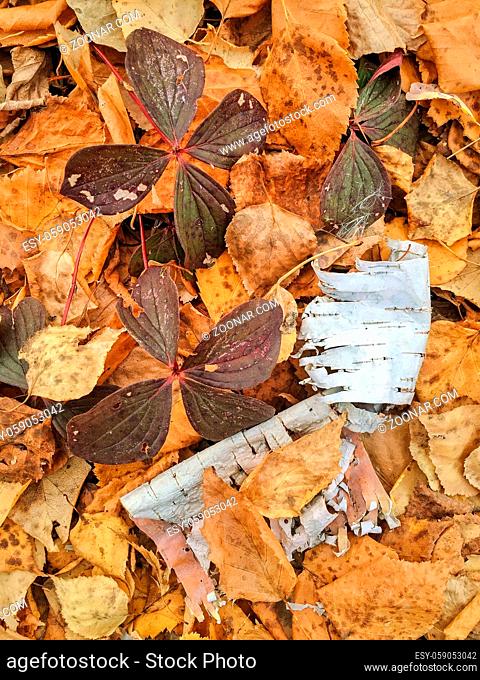 Intimate view of Bunchberry foliage and white Birch bark amongst fallen dried leaves, . Chickakoo Lake Recreation Area, Parkland County, alberta, Canada