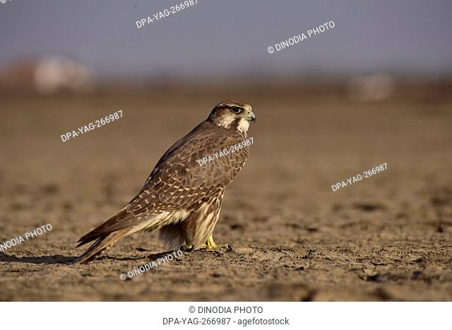 Saker Falcon bird, Wildass, Little Rann of Kutch, Gujarat, India, Asia
