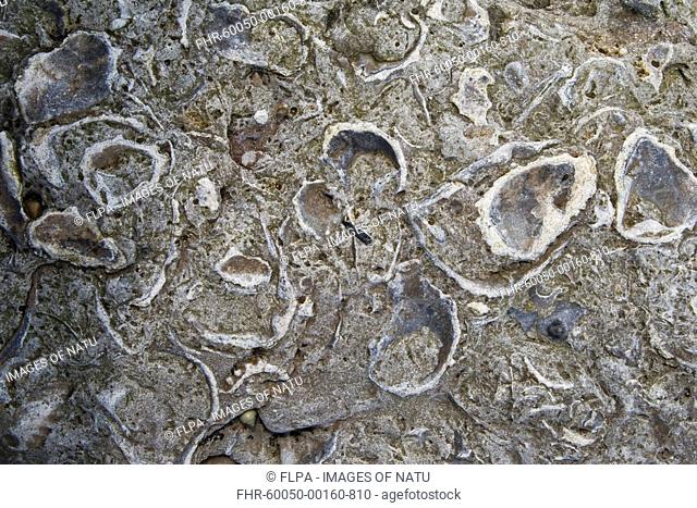 Close-up of fossilised oysters in rock, Osmington, Dorset, England, spring