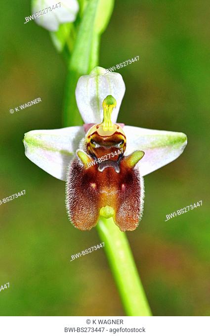 Levant Ophrys Ophrys levantina, single flower, Cyprus