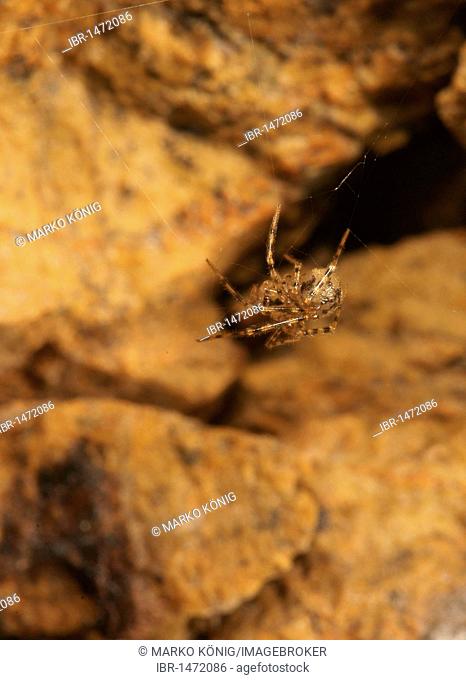 Cave Cobweb Spider (Nesticus cellulanus)