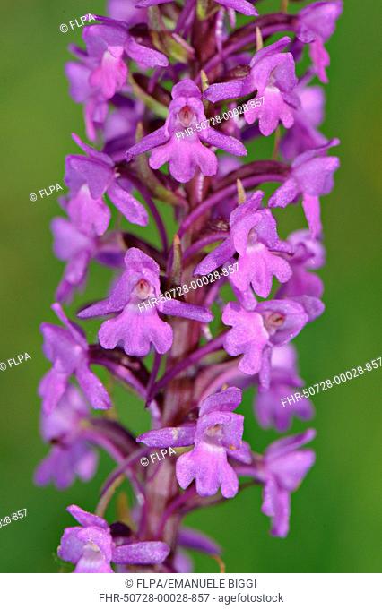 Fragrant Orchid Gymnadenia conopsea close-up of flowers, Italy, june