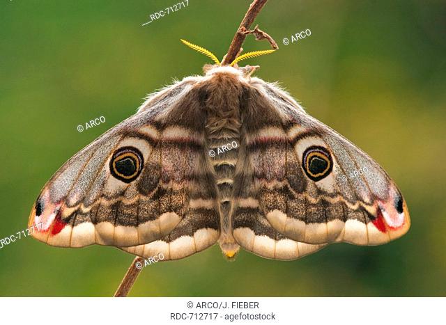 Small Emperor Moth, female, Germany / (Saturnia pavonia)