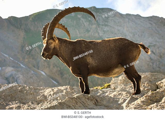 Alpine ibex (Capra ibex, Capra ibex ibex), buck standing on a rock , Switzerland, Alpstein, Saentis