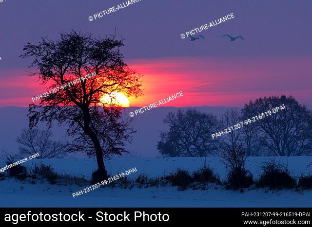 07 December 2023, Schleswig-Holstein, Lütjenbrode: Two swans fly over snow-covered fields at Fehmarnsund at sunset. Photo: Christian Charisius/dpa