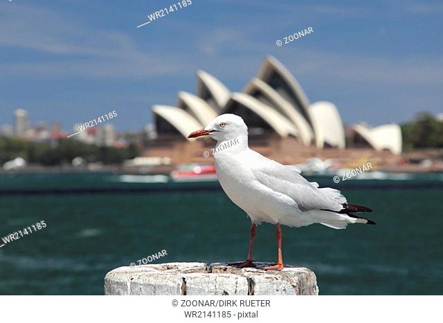 Silver Gull in Sydney