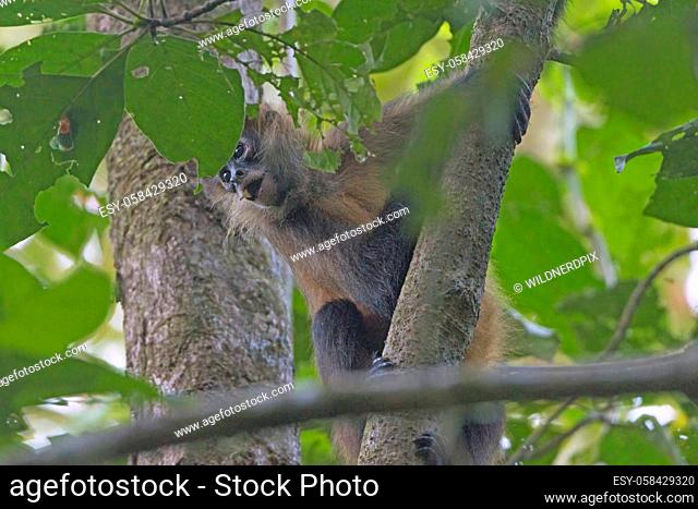 Geoffroys spider monkey in a Rain Forest Tree in Tortuguero National Park in Costa Rica