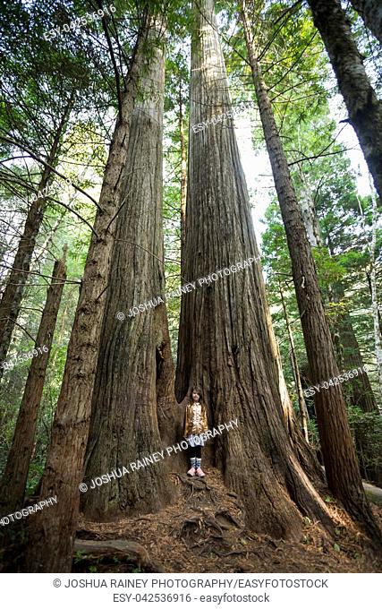 Young girl stands in the middle of a group of trees along the Lady Bird Johnson Grove Trail in the California Redwoods National Park in coastal Northwest...