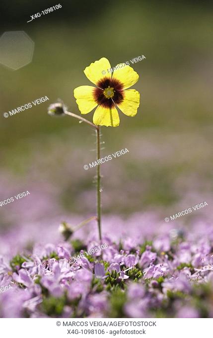 Spotted rockrose, Tuberaria guttata Pontevedra, España