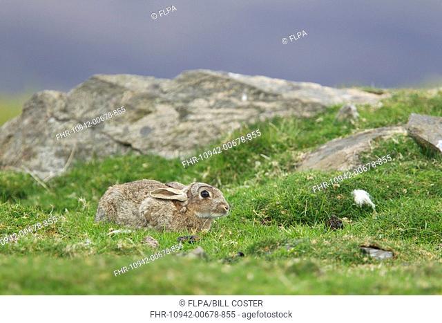 European Rabbit Oryctolagus cuniculus adult, keeping low to avoid predators, Unst, Shetland Islands, Scotland, May
