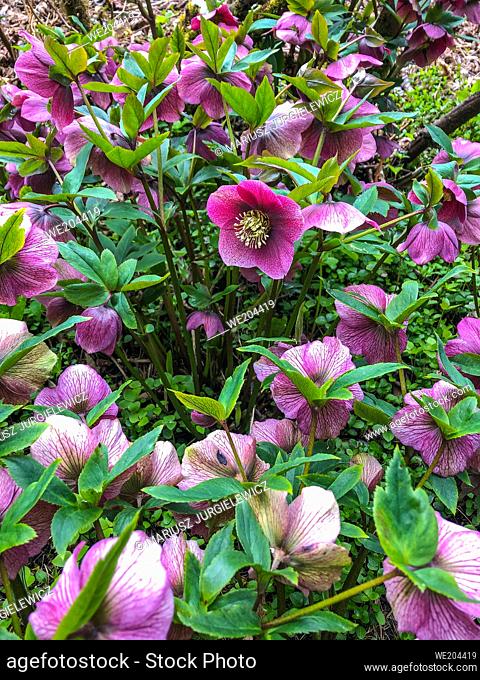 Lenten rose (Helleborus orientalis) is a perennial flowering plant and hellebore species in the buttercup family, Ranunculaceae, native to Greece and Turkey